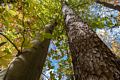 Contrasting bark.<br />Oct. 30, 2015 - Lake Roland Park, Towson, Maryland.