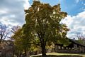 Majestic tree.<br />Oct. 30, 2015 - Lake Roland Park, Towson, Maryland.