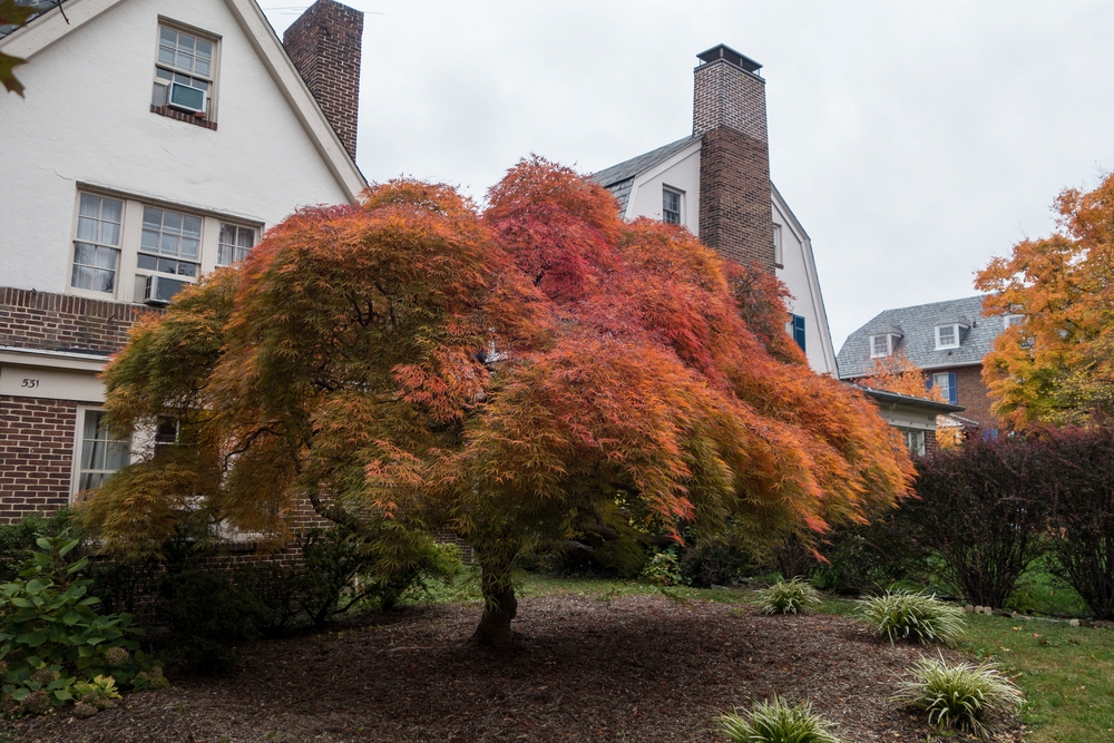 A Japanese maple along 40th Street.<br />Nov. 1, 2015 - Baltimore, Maryland.