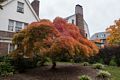 A Japanese maple along 40th Street.<br />Nov. 1, 2015 - Baltimore, Maryland.