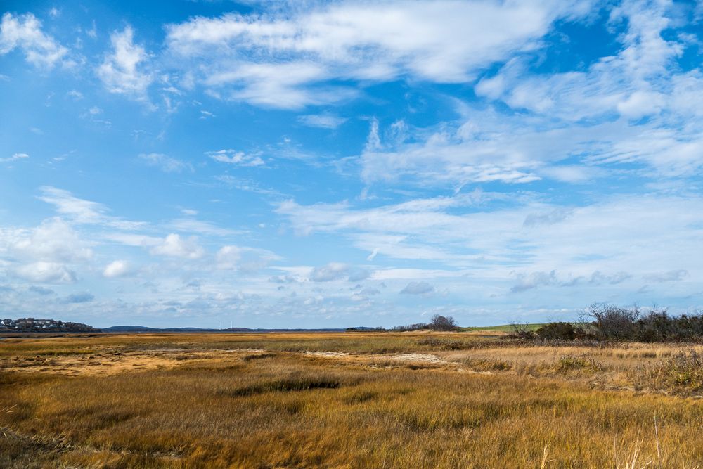 Meadow/marsh across from parking lot #6.<br />Nov. 6, 2015 - Parker River National Wildlife Refuge, Plum Island, Massachusetts.