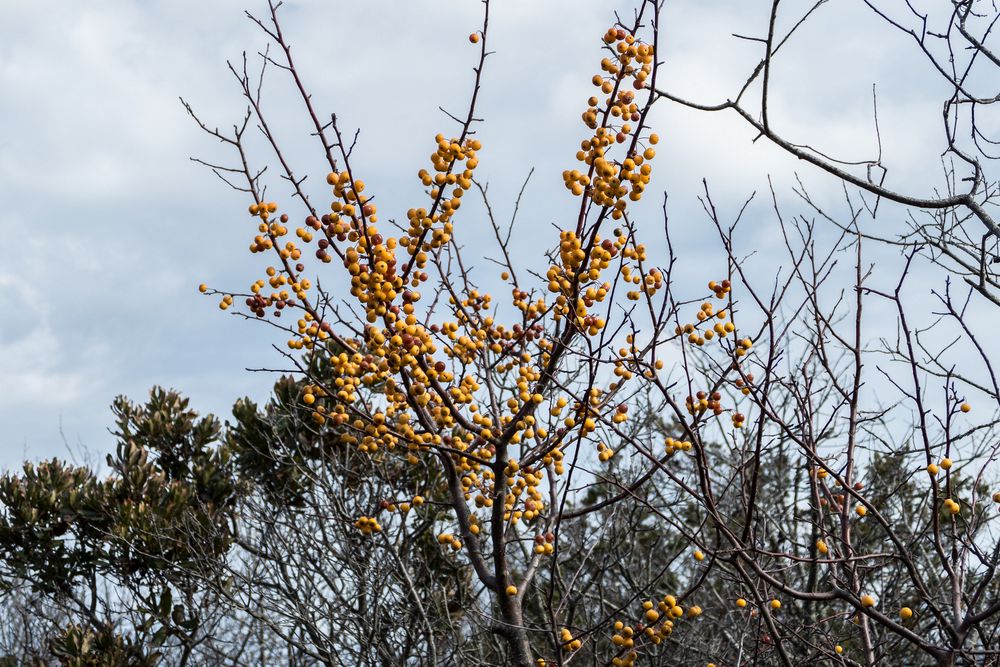 Some sort of yellow berry or fruit.<br />Nov. 6, 2015 - Parker River National Wildlife Refuge, Plum Island, Massachusetts.