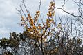 Some sort of yellow berry or fruit.<br />Nov. 6, 2015 - Parker River National Wildlife Refuge, Plum Island, Massachusetts.
