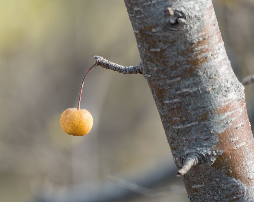 Some sort of yellow berry or fruit.<br />Nov. 6, 2015 - Parker River National Wildlife Refuge, Plum Island, Massachusetts.