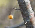 Some sort of yellow berry or fruit.<br />Nov. 6, 2015 - Parker River National Wildlife Refuge, Plum Island, Massachusetts.