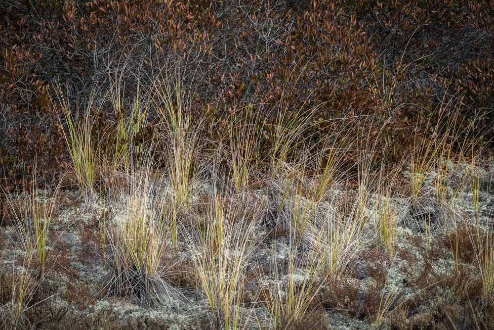 Grass and bushes on dunes.<br />Nov. 6, 2015 - Parker River National Wildlife Refuge, Plum Island, Massachusetts.