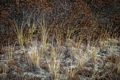 Grass and bushes on dunes.<br />Nov. 6, 2015 - Parker River National Wildlife Refuge, Plum Island, Massachusetts.