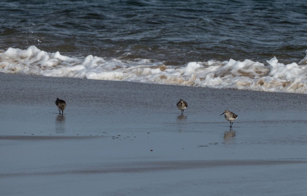 Sandpiper? Dunlin?<br />Nov. 6, 2015 - Parker River National Wildlife Refuge, Plum Island, Massachusetts.