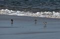 Sandpiper? Dunlin?<br />Nov. 6, 2015 - Parker River National Wildlife Refuge, Plum Island, Massachusetts.