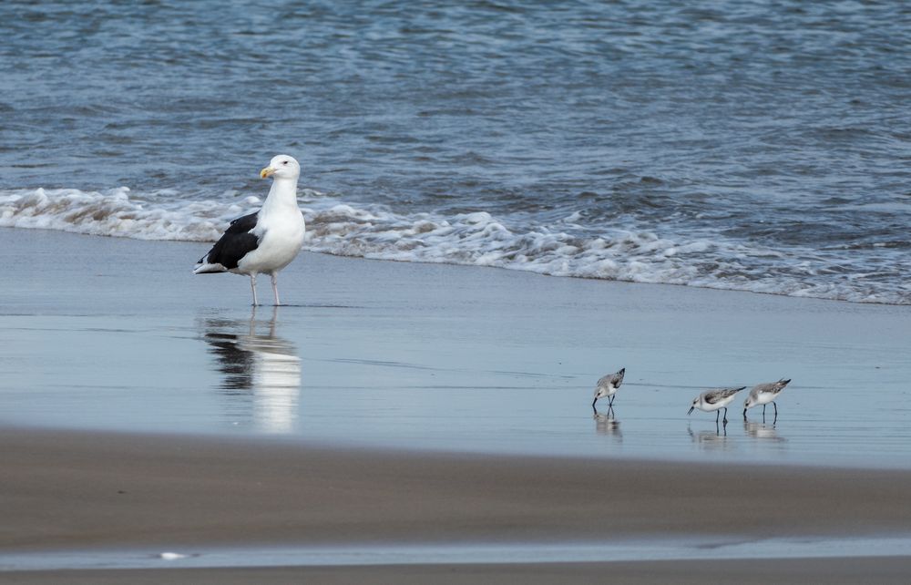 Black backed seagull and sanderlings?Nov. 6, 2015 - Parker River National Wildlife Refuge, Plum Island, Massachusetts.