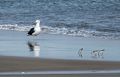 Black backed seagull and sanderlings?Nov. 6, 2015 - Parker River National Wildlife Refuge, Plum Island, Massachusetts.