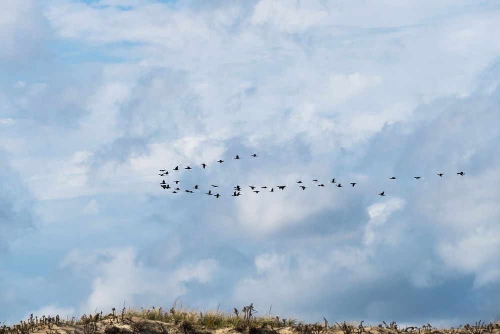 Cormorants?<br />Nov. 6, 2015 - Parker River National Wildlife Refuge, Plum Island, Massachusetts.