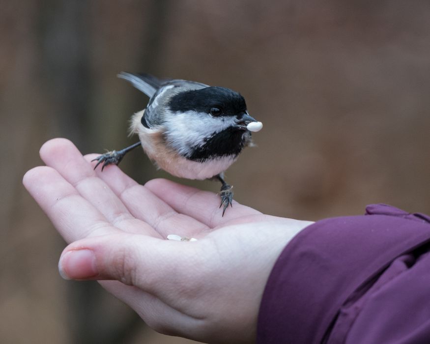 Chickadee in Miranda's hand.<br />Nov. 22, 2015 - Ipswich River Wildlife Sanctuary, Topsfield, Massachusetts.