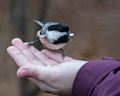 Chickadee in Miranda's hand.<br />Nov. 22, 2015 - Ipswich River Wildlife Sanctuary, Topsfield, Massachusetts.