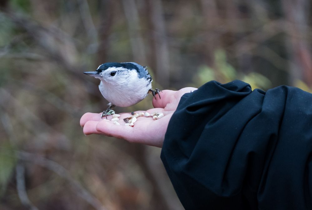 Nuthatch in Matthew's hand.<br />Nov. 22, 2015 - Ipswich River Wildlife Sanctuary, Topsfield, Massachusetts.