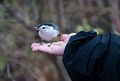 Nuthatch in Matthew's hand.<br />Nov. 22, 2015 - Ipswich River Wildlife Sanctuary, Topsfield, Massachusetts.