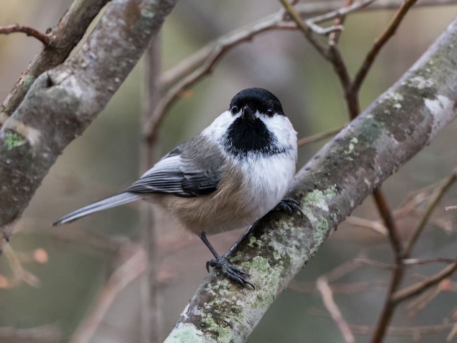 Chickadee.<br />Nov. 22, 2015 - Ipswich River Wildlife Sanctuary, Topsfield, Massachusetts.