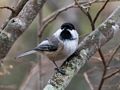Chickadee.<br />Nov. 22, 2015 - Ipswich River Wildlife Sanctuary, Topsfield, Massachusetts.