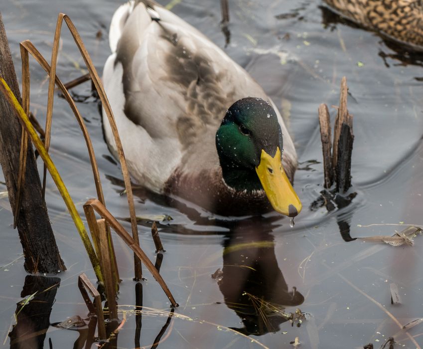 Male mallard.<br />Nov. 22, 2015 - Ipswich River Wildlife Sanctuary, Topsfield, Massachusetts.