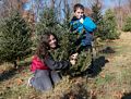 Tree hugger Miranda and Matthew.<br />Dec. 5, 2015 - MerriHill Tree Farm, Merrimac, Massachusetts.