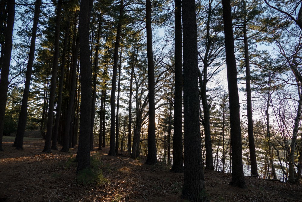 The Merrimack River through the pines.<br />Dec. 5, 2015 - Maudslay State Park, Newburyport, Massachusetts.