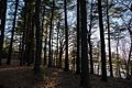 The Merrimack River through the pines.<br />Dec. 5, 2015 - Maudslay State Park, Newburyport, Massachusetts.
