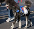 Santa Parade.<br />Dec. 6, 2015 - Merrimac, Massachusetts.