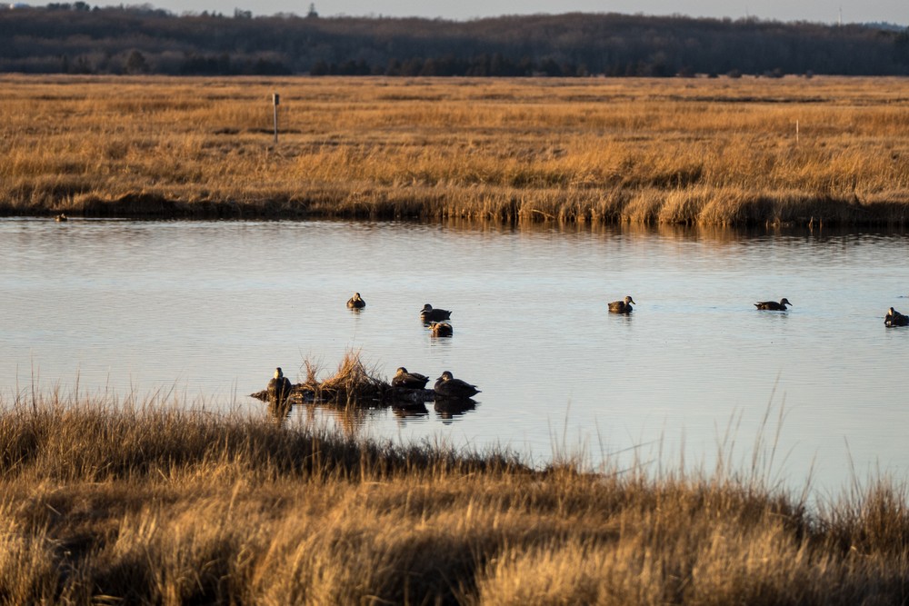 A walk with Joyce with the temperature in the 50s.<br />Dec. 12, 2015 - Parker River National Wildlife Refuge, Plum Island, Massachusetts.