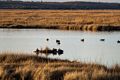 A walk with Joyce with the temperature in the 50s.<br />Dec. 12, 2015 - Parker River National Wildlife Refuge, Plum Island, Massachusetts.