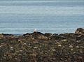 Snowy owl taken from far, far away.<br />Dec. 25, 2015 - Parker River National Wildlife Refuge, Plum Island, Massachusetts.