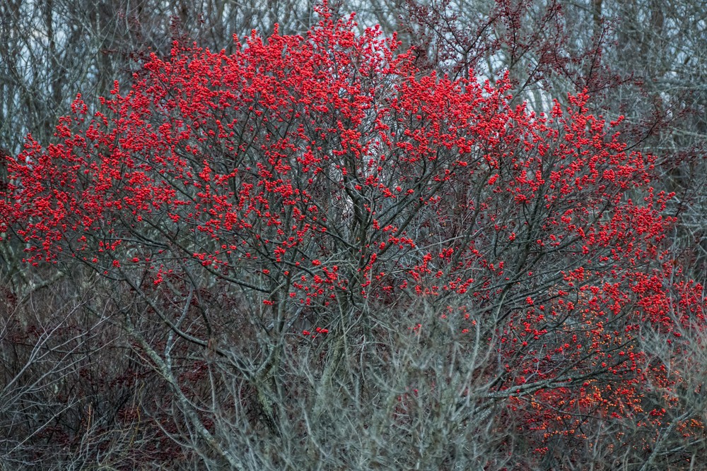 Red berried bush off maintenance buildings parking lot.<br />Dec. 25, 2015 - Parker River National Wildlife Refuge, Plum Island, Massachusetts.