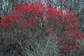Red berried bush off maintenance buildings parking lot.<br />Dec. 25, 2015 - Parker River National Wildlife Refuge, Plum Island, Massachusetts.