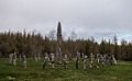 Kjarnaskgur Woods.<br />May 26, 2015 - Akureyri, Iceland.