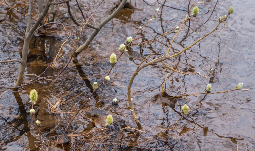 Kjarnaskgur Woods.<br />May 26, 2015 - Akureyri, Iceland.