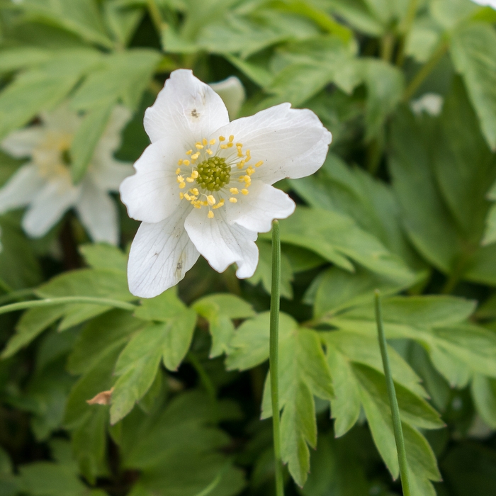 May 27, 2015 - Botanical Garden in Akureyri, Iceland.