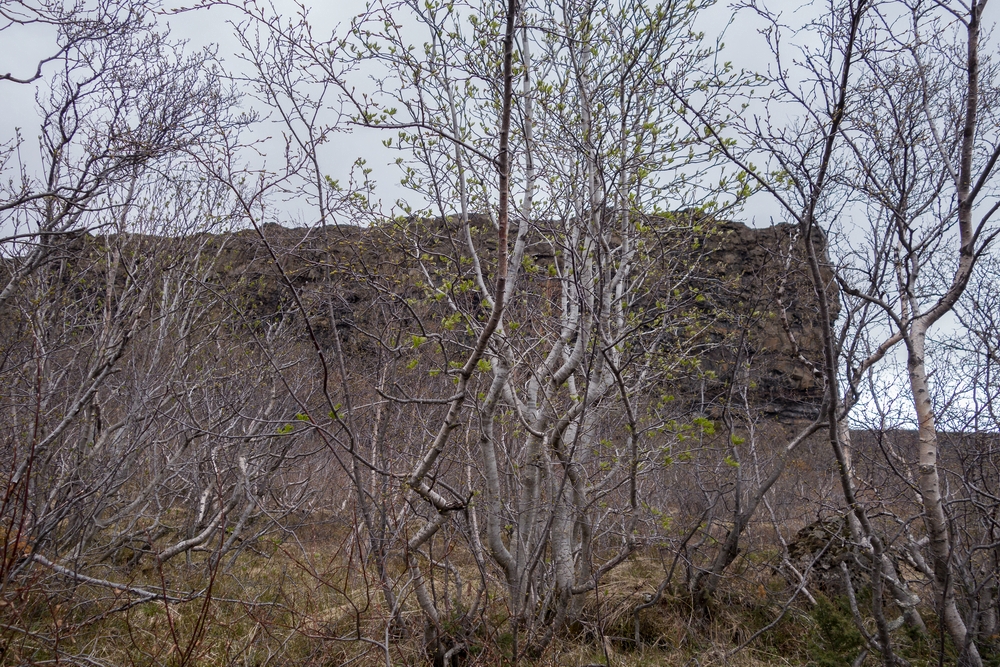Native vegetation.<br />June 1, 2015 - sbyrgi, Iceland.