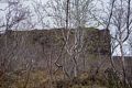 Native vegetation.<br />June 1, 2015 - sbyrgi, Iceland.