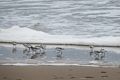 Sandelings and?<br />A walk on the beach with Joyce and Deb.<br />Jan. 17, 2016 - Parker River National Wildlife Refuge, Plum Island, Massachusetts.