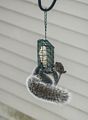 Squirrel at the suet in the yard.<br />Jan. 18, 2016 - At home in Merrimac, Massachusetts.