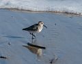 Dunlin.<br />Jan. 24, 2016 - Parker River National Wildlife Refuge, Plum Island, Massachusetts.