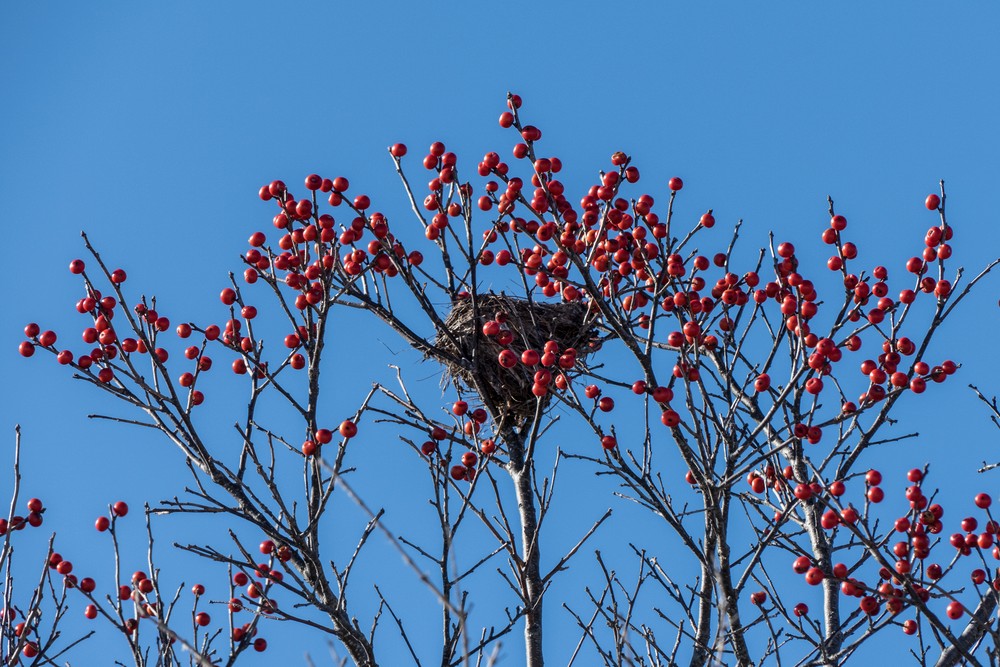 Nest in a winterberry bush.<br />Jan. 24, 2016 - Parker River National Wildlife Refuge, Plum Island, Massachusetts.