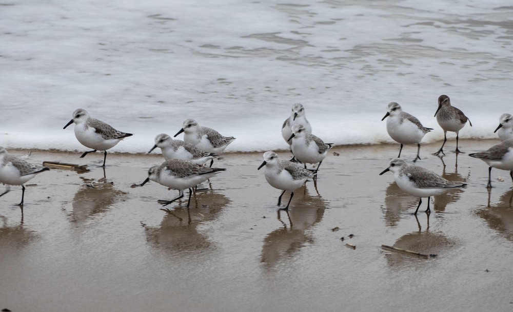 Sanderlings with a dunlin thrown in.<br />Feb. 4, 2016 - Parker River National Wildlife Refuge, Plum Island, Massachusetts.