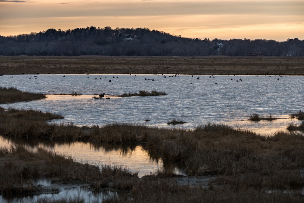 Feb. 4, 2016 - Parker River National Wildlife Refuge, Plum Island, Massachusetts.