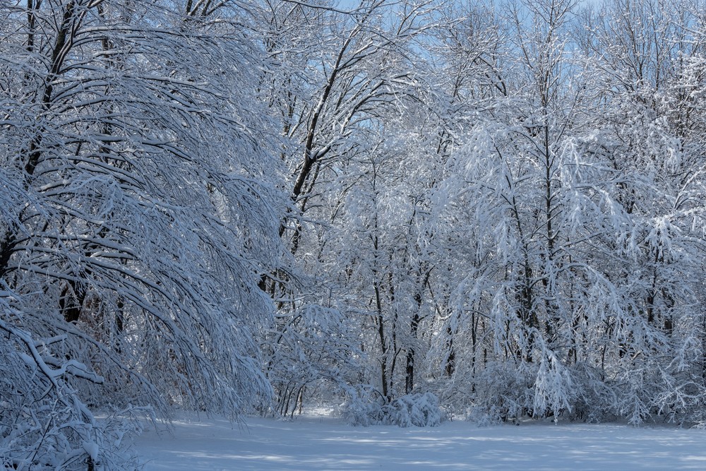 Day after a snowstorm.<br />Feb. 6, 2016 - Maudslay State Park, Newburyport, Massachusetts.