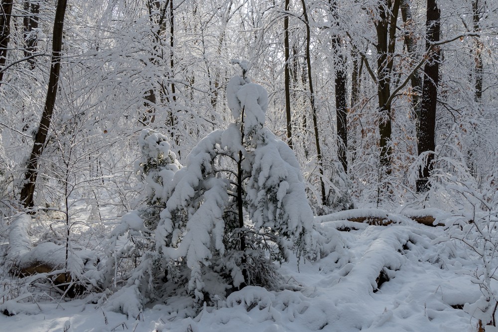 Day after a snowstorm.<br />Feb. 6, 2016 - Maudslay State Park, Newburyport, Massachusetts.