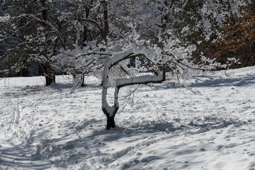 Day after a snowstorm.<br />Feb. 6, 2016 - Maudslay State Park, Newburyport, Massachusetts.