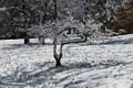 Day after a snowstorm.<br />Feb. 6, 2016 - Maudslay State Park, Newburyport, Massachusetts.