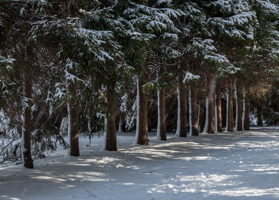 Day after a snowstorm.<br />Feb. 6, 2016 - Maudslay State Park, Newburyport, Massachusetts.