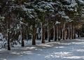 Day after a snowstorm.<br />Feb. 6, 2016 - Maudslay State Park, Newburyport, Massachusetts.