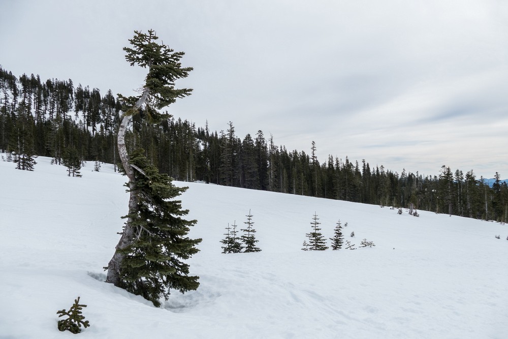 Snowshoeing.<br /> Feb. 16, 2016 - Above Bunny Flat on skirt of Mt. Shasta, California.